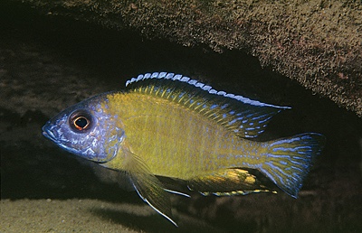 Aulonocara stuartgranti 'Kande Island'